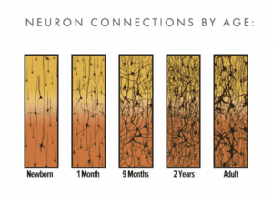 Neuron Connections by Age